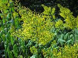 Yellow Plant 